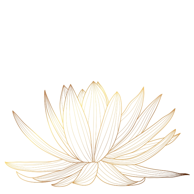 Lotus Zeichnung