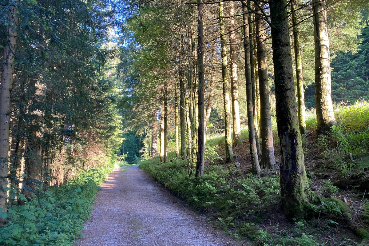 Waldbaden mit Nachwirkung